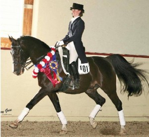 Sport-Horse Movement: The purebred Arabian WH Dallas+//, ridden by Kim Lacy, has wowed dressage judges with his excellent movement.